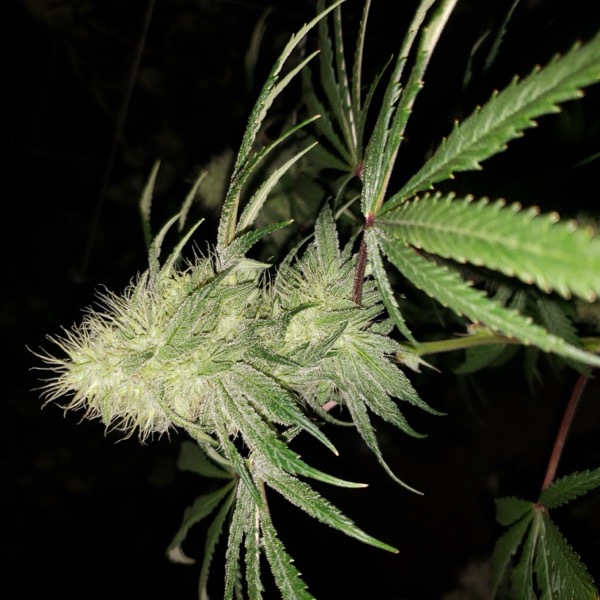 F2 Ginger Kush