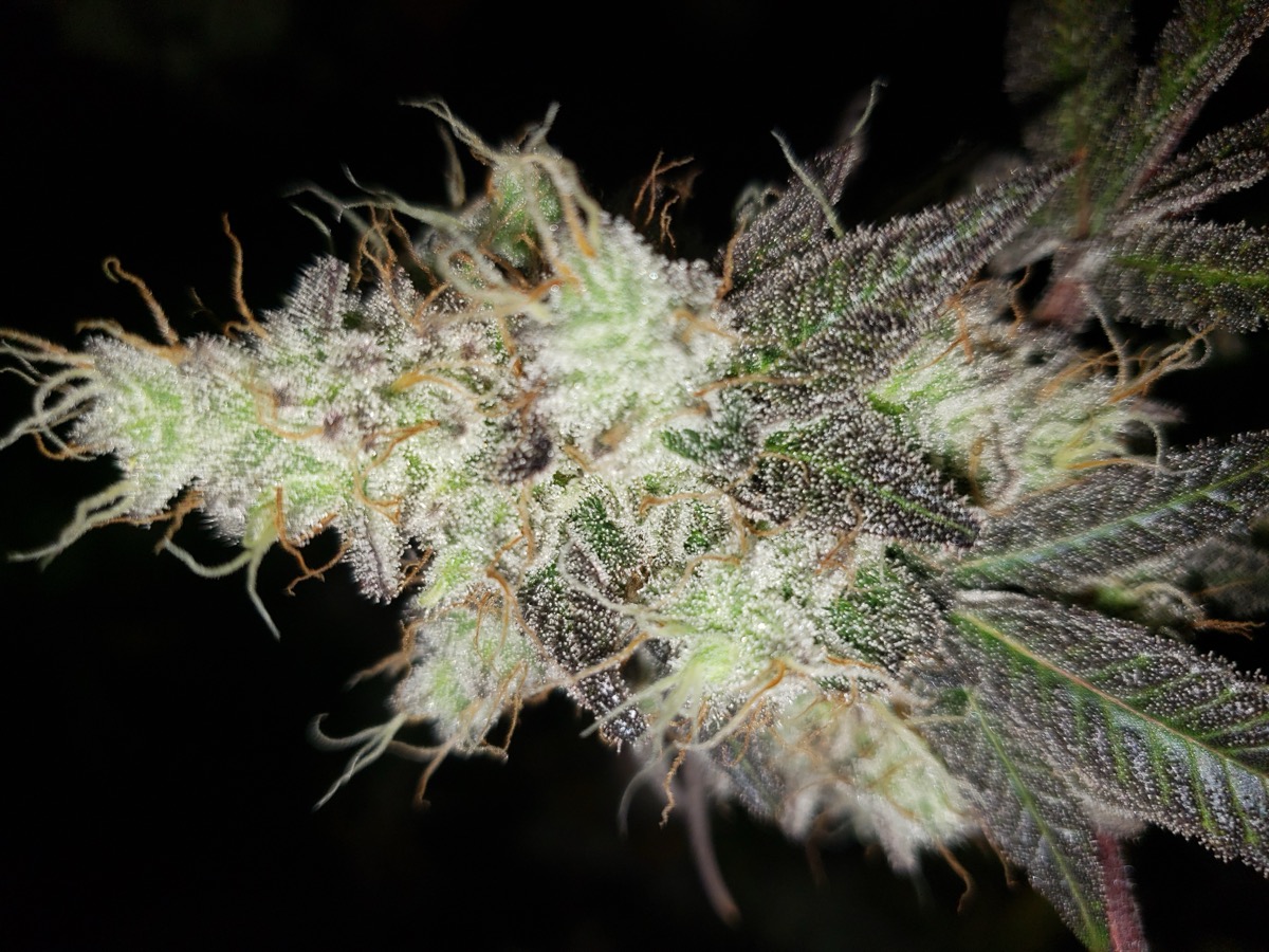 Gorilla Kush