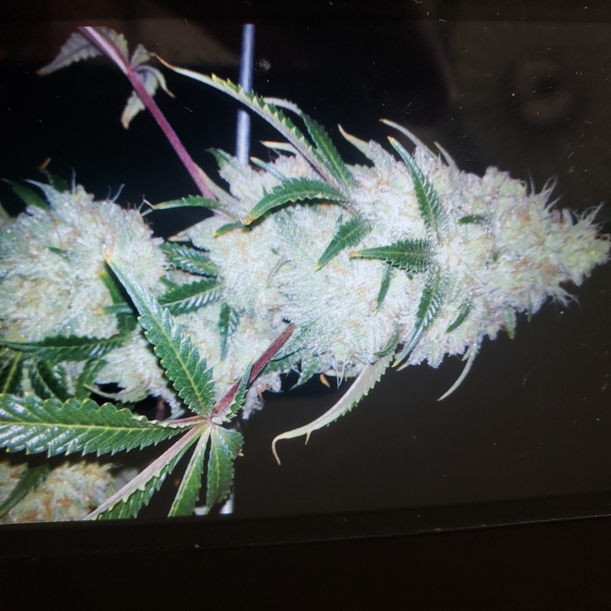 White Blood Orange Kush