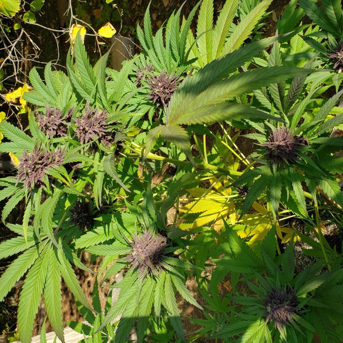 Ginger Chemdawg