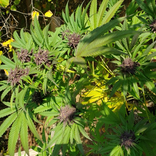Ginger Chemdawg