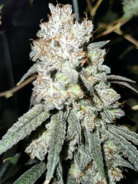 Chemo Kush