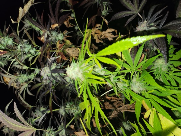 Outdoor Kootenay Mix