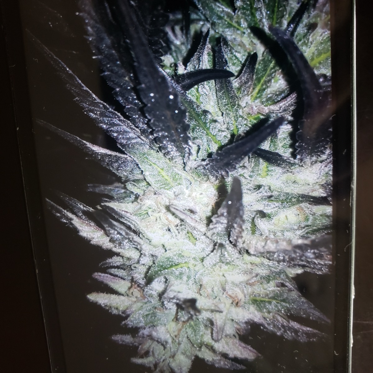 Early Queens Bay Gorilla Glue Cross