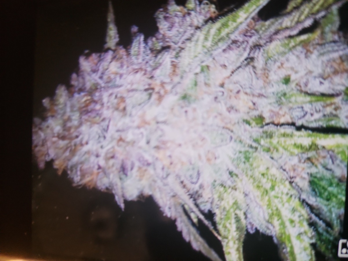 Sherbert Pink