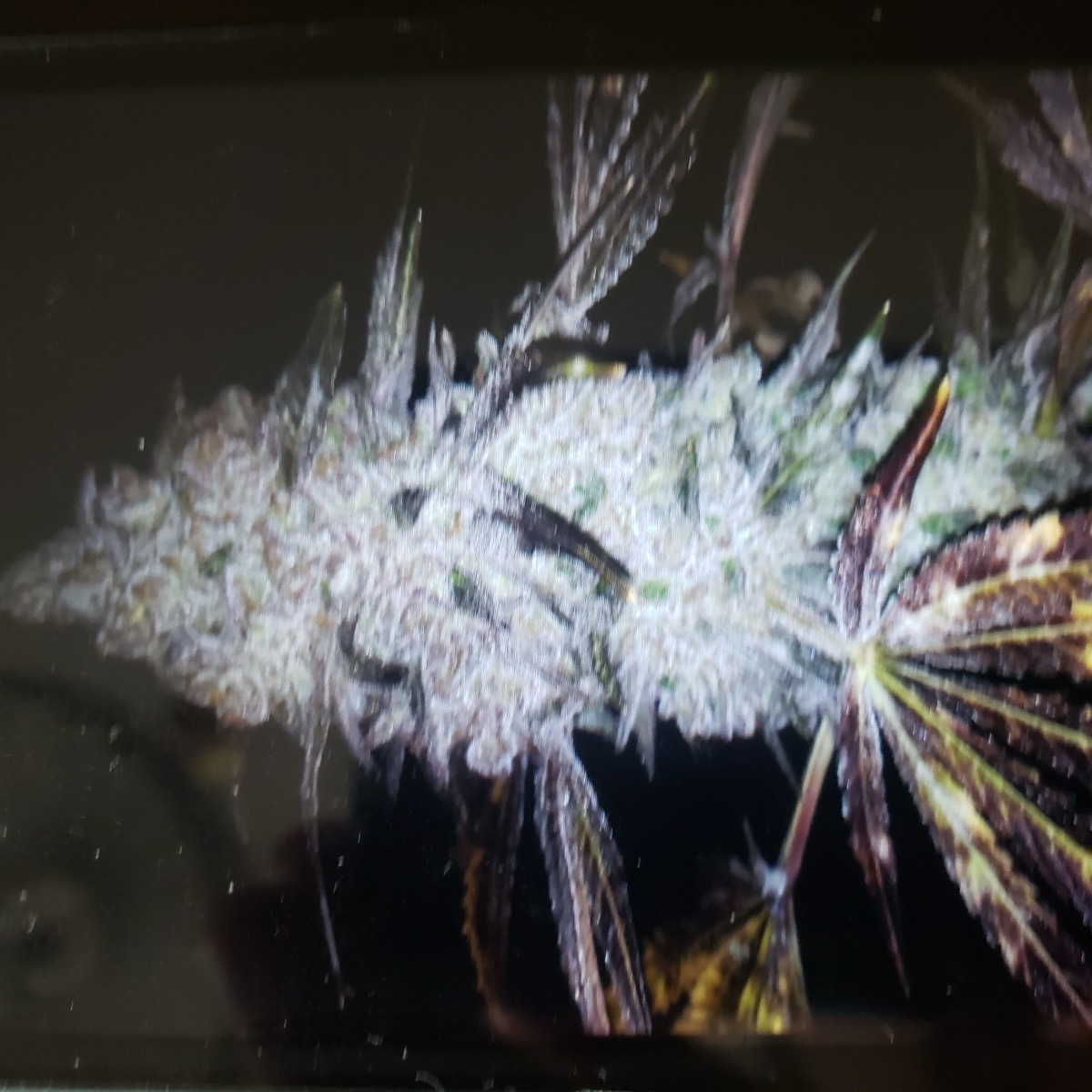 Gorilla Kush
