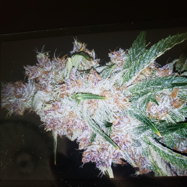 Pink Ginger Kush