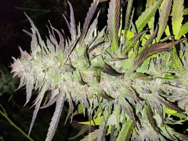 HempstarxRockstar