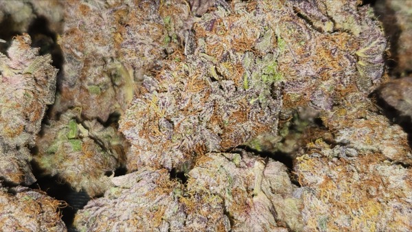 Pink Indigo Kush