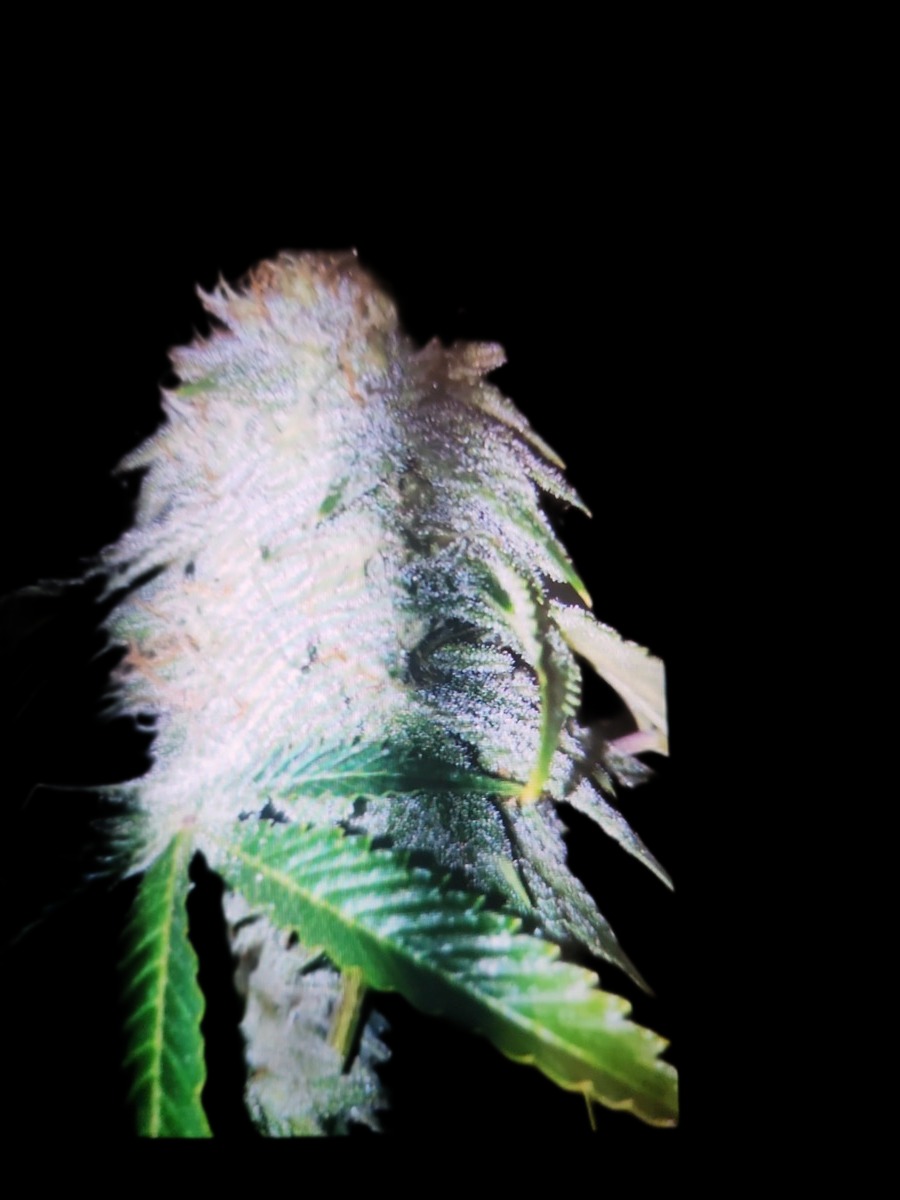 Strawberry Chemdawg