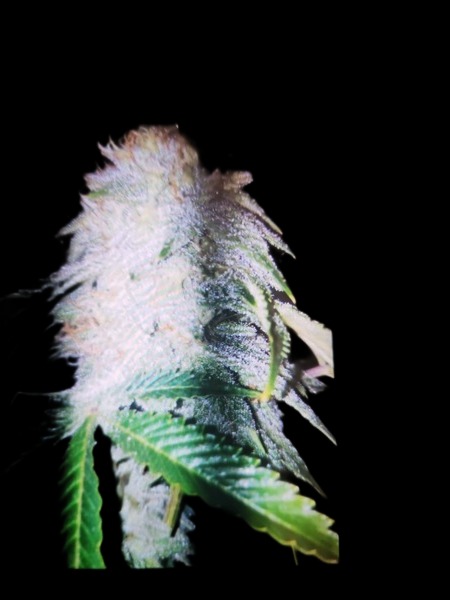 Strawberry Chemdawg