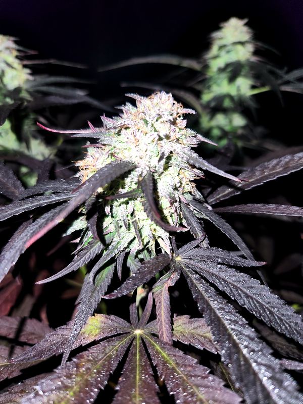 Orange Kush