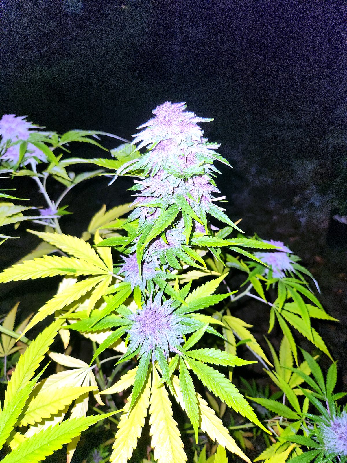 Outdoor Pink Kush