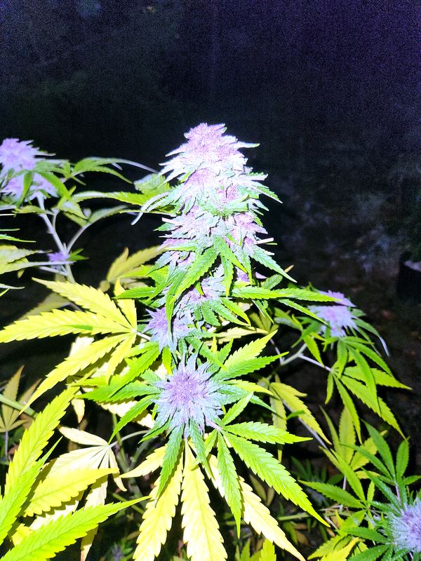 Outdoor Pink Kush